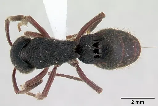 Phrynoponera transversa specimen CASENT0178226 image casent0178226_1