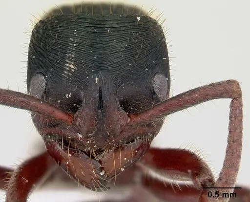 Phrynoponera transversa specimen CASENT0178226 image casent0178226_2