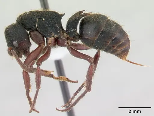 Phrynoponera transversa specimen CASENT0178226 image casent0178226_3