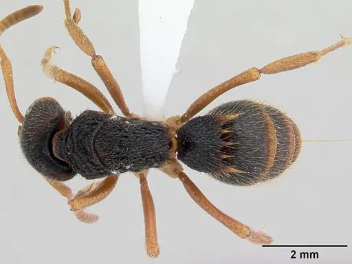 Phrynoponera transversa specimen CASENT0178227 image casent0178227_1