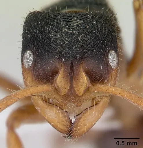 Phrynoponera transversa specimen CASENT0178227 image casent0178227_2