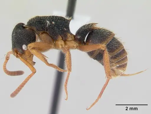 Phrynoponera transversa specimen CASENT0178227 image casent0178227_3