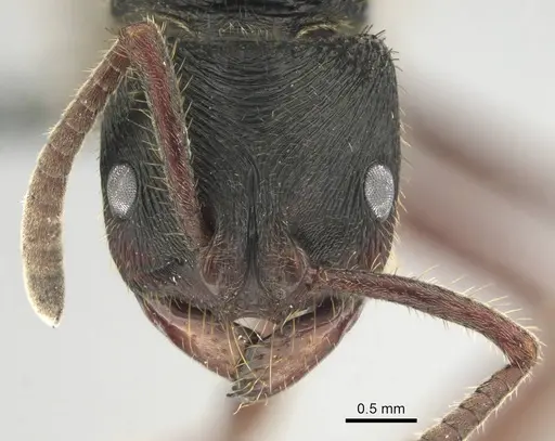 Phrynoponera transversa specimen CASENT0250058 image casent0250058_2