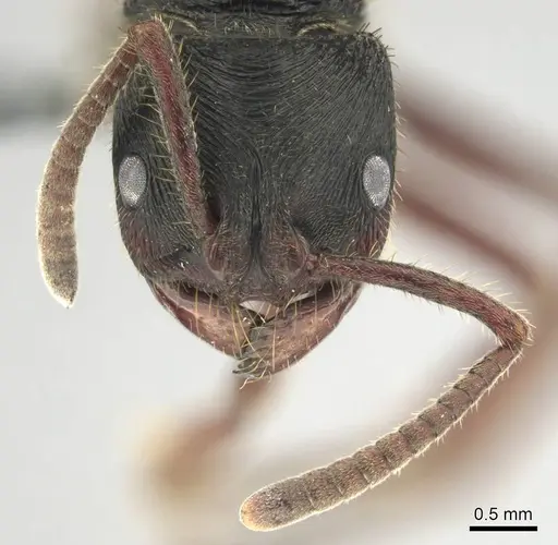 Phrynoponera transversa specimen CASENT0250058 image casent0250058_3