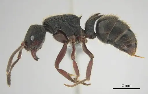 Phrynoponera transversa specimen CASENT0250058 image casent0250058_4