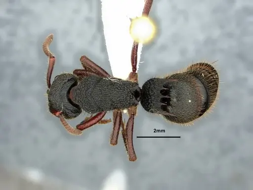 Phrynoponera transversa specimen CASENT0882093 image casent0882093_1