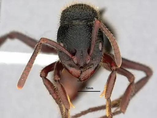 Phrynoponera transversa specimen CASENT0882093 image casent0882093_2