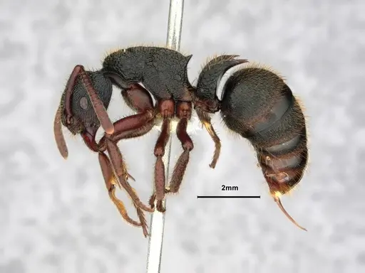Phrynoponera transversa specimen CASENT0882093 image casent0882093_3