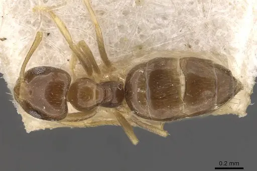 Plagiolepis abyssinica specimen CASENT0909850 image casent0909850_1