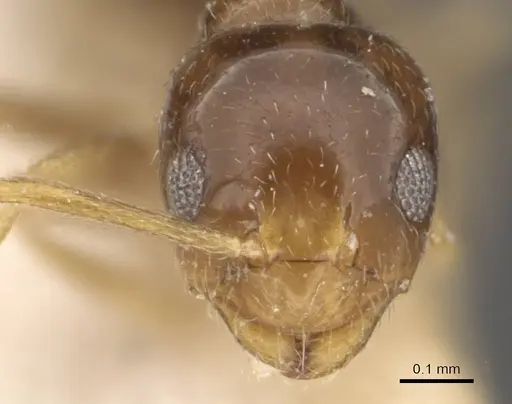 Plagiolepis abyssinica specimen CASENT0909850 image casent0909850_2