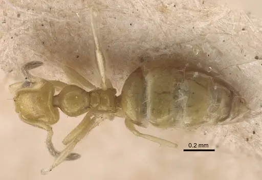 Plagiolepis adynata specimen CASENT0917319 image casent0917319_1