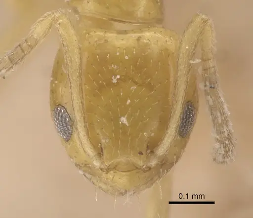 Plagiolepis adynata specimen CASENT0917319 image casent0917319_2
