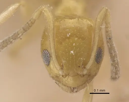 Plagiolepis adynata specimen CASENT0917319 image casent0917319_3