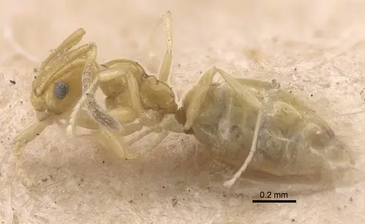 Plagiolepis adynata specimen CASENT0917319 image casent0917319_4