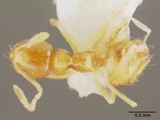Plagiolepis alluaudi specimen CASENT0003320 image casent0003320_1