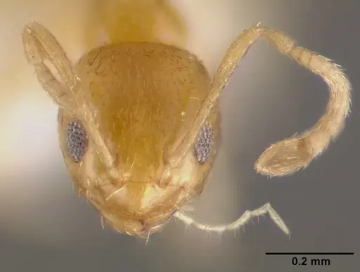 Plagiolepis alluaudi specimen CASENT0003320 image casent0003320_2