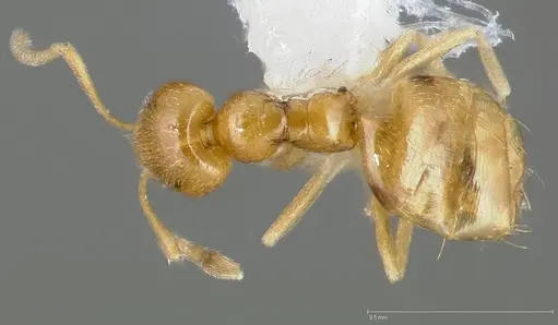 Plagiolepis alluaudi specimen CASENT0005431 image casent0005431_1