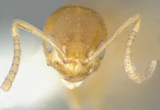 Plagiolepis alluaudi specimen CASENT0005431 image casent0005431_2