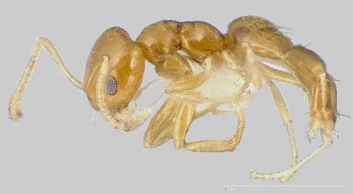 Plagiolepis alluaudi specimen CASENT0005431 image casent0005431_3