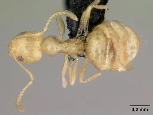 Plagiolepis alluaudi specimen CASENT0077847 image casent0077847_1