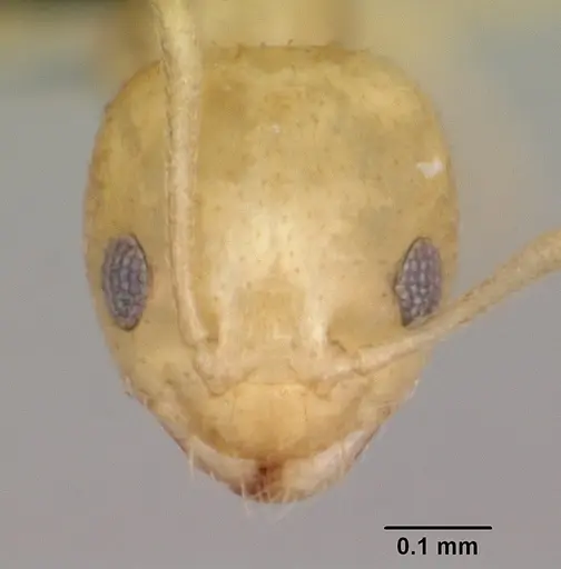 Plagiolepis alluaudi specimen CASENT0077847 image casent0077847_2