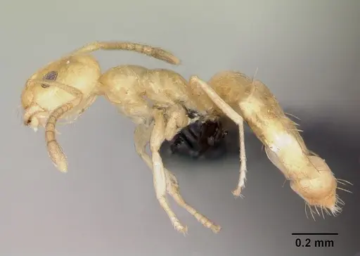 Plagiolepis alluaudi specimen CASENT0077847 image casent0077847_3