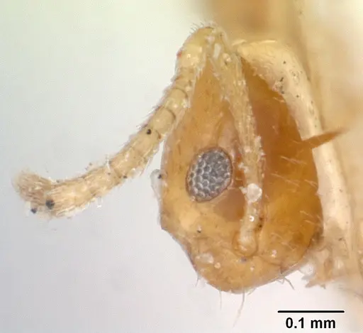 Plagiolepis alluaudi specimen CASENT0101224 image casent0101224_2