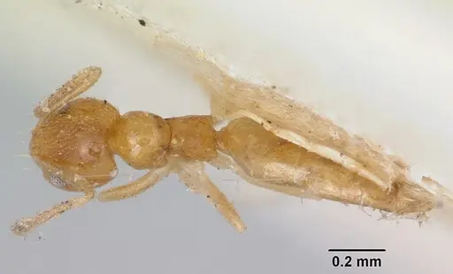 Plagiolepis alluaudi specimen CASENT0101699 image casent0101699_1