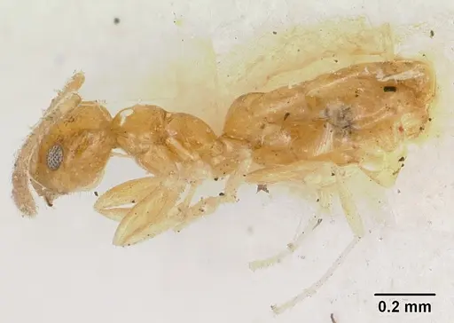 Plagiolepis alluaudi specimen CASENT0101699 image casent0101699_3