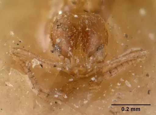 Plagiolepis alluaudi specimen CASENT0102083 image casent0102083_2
