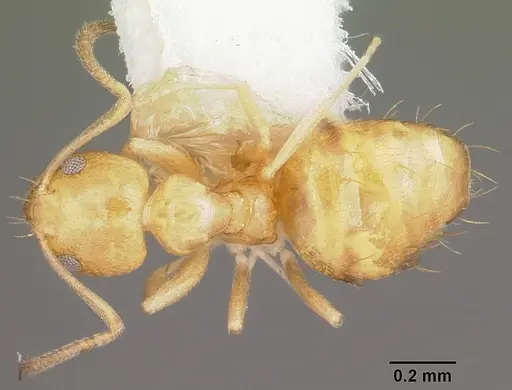 Plagiolepis alluaudi specimen CASENT0102979 image casent0102979_1