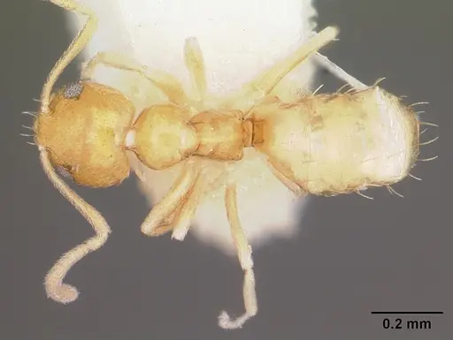 Plagiolepis alluaudi specimen CASENT0102980 image casent0102980_1