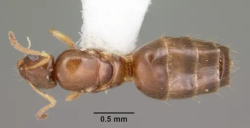Plagiolepis alluaudi specimen CASENT0104937 image casent0104937_1