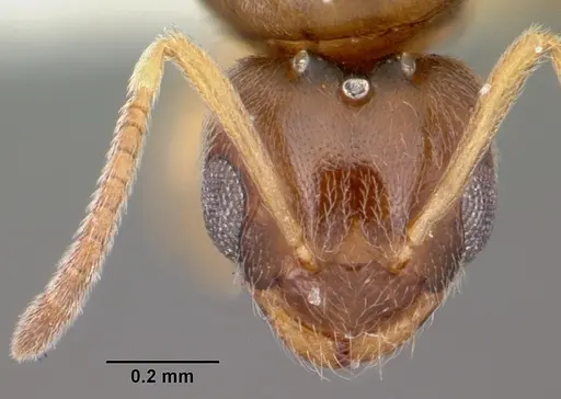 Plagiolepis alluaudi specimen CASENT0104937 image casent0104937_2
