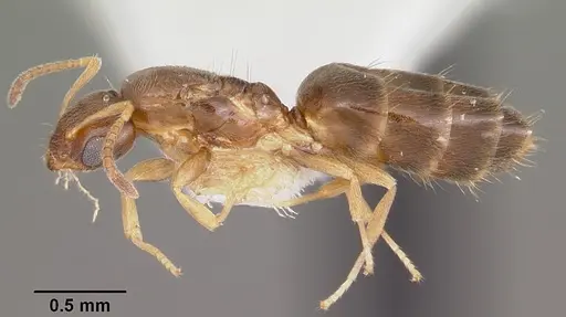 Plagiolepis alluaudi specimen CASENT0104937 image casent0104937_3