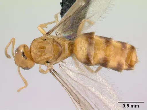 Plagiolepis alluaudi specimen CASENT0109641 image casent0109641_1