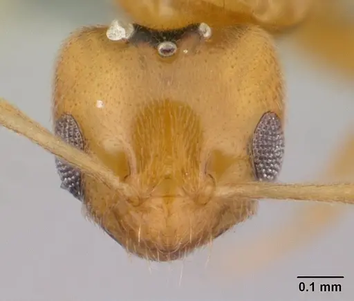 Plagiolepis alluaudi specimen CASENT0109641 image casent0109641_2