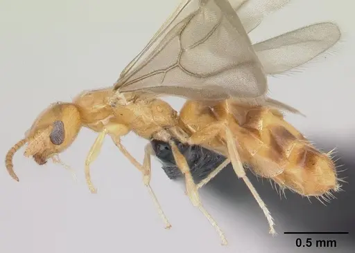 Plagiolepis alluaudi specimen CASENT0109641 image casent0109641_3