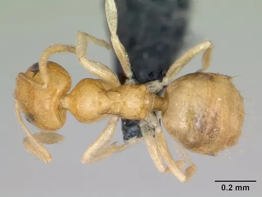 Plagiolepis alluaudi specimen CASENT0125362 image casent0125362_1