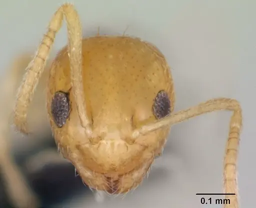 Plagiolepis alluaudi specimen CASENT0125362 image casent0125362_2