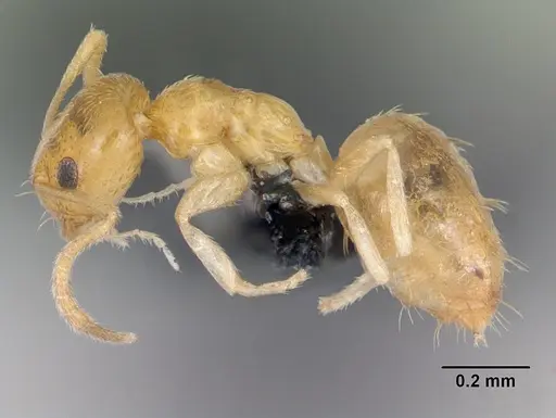 Plagiolepis alluaudi specimen CASENT0125362 image casent0125362_3
