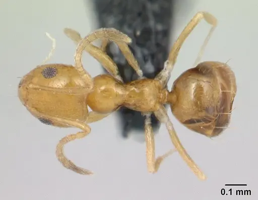Plagiolepis alluaudi specimen CASENT0132814 image casent0132814_1