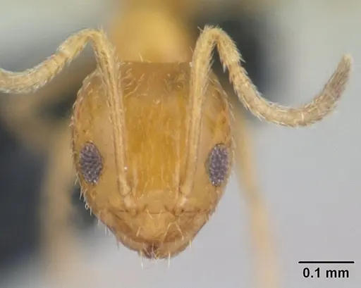 Plagiolepis alluaudi specimen CASENT0132814 image casent0132814_2
