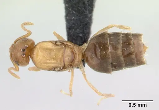 Plagiolepis alluaudi specimen CASENT0134864 image casent0134864_1