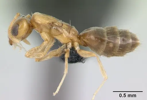 Plagiolepis alluaudi specimen CASENT0134864 image casent0134864_3