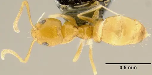 Plagiolepis alluaudi specimen CASENT0171065 image casent0171065_1
