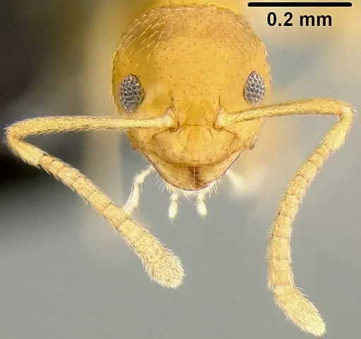 Plagiolepis alluaudi specimen CASENT0171065 image casent0171065_2