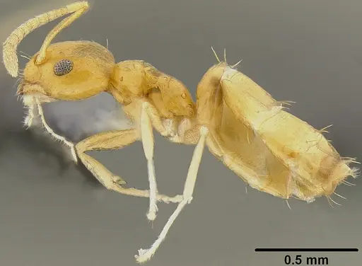 Plagiolepis alluaudi specimen CASENT0171065 image casent0171065_3