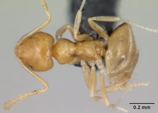 Plagiolepis alluaudi specimen CASENT0173867 image casent0173867_1