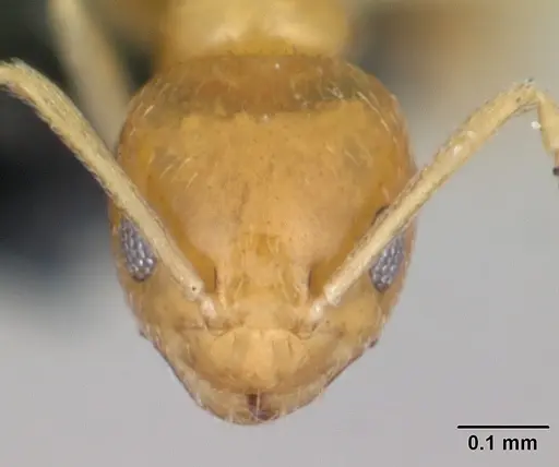 Plagiolepis alluaudi specimen CASENT0173867 image casent0173867_2